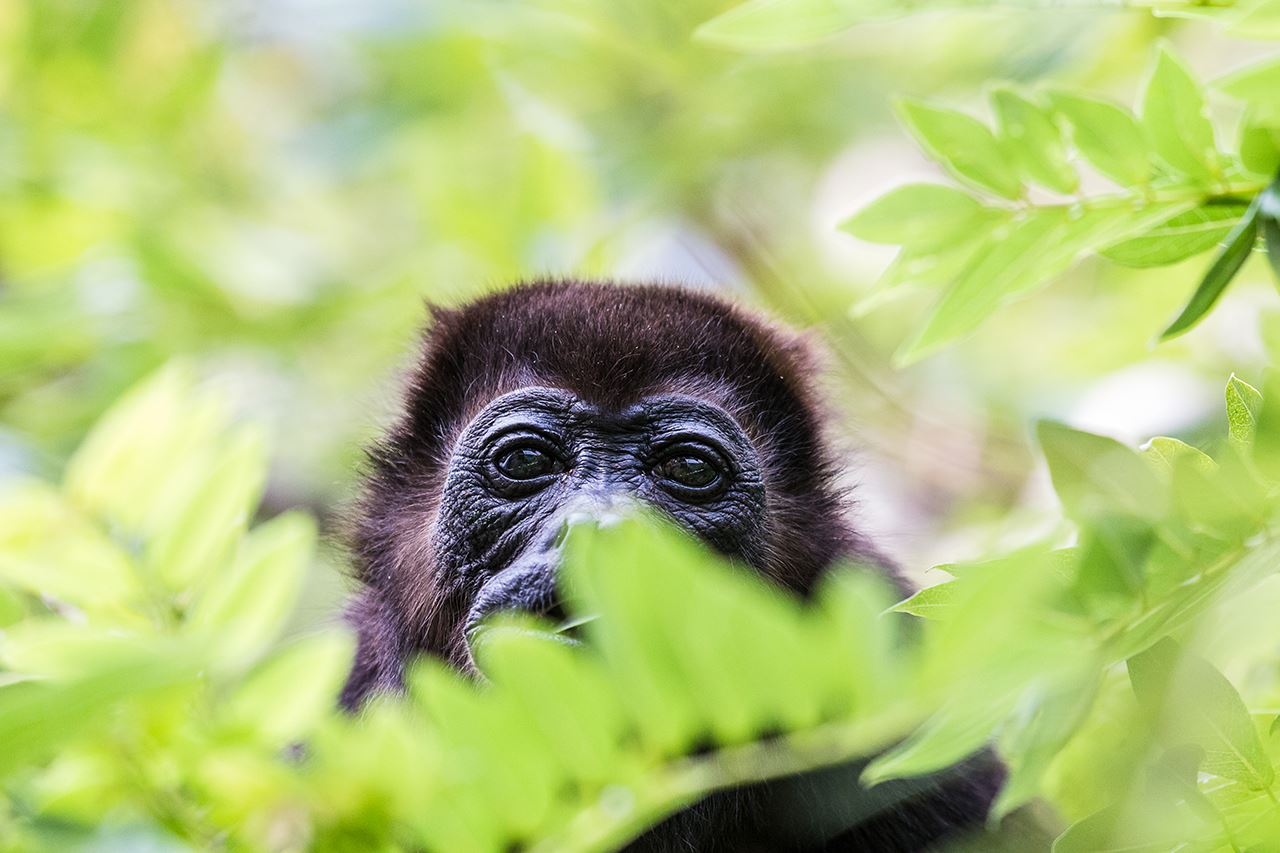 Monkey-peeking-out-from-branches